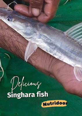 Singhara Fish: Characteristics, Nutrition, and Culinary Delights"