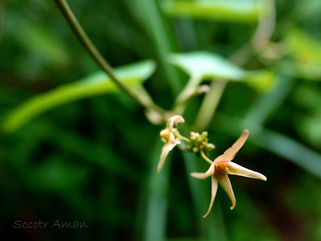 Cynanchum sublanceolatum