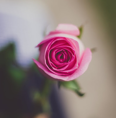 Rose Flower Dp
