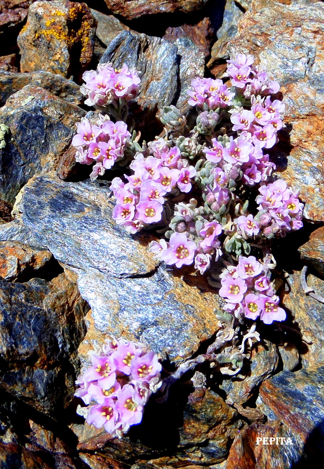 Nevandensia Purpurea.Sierra Nevada