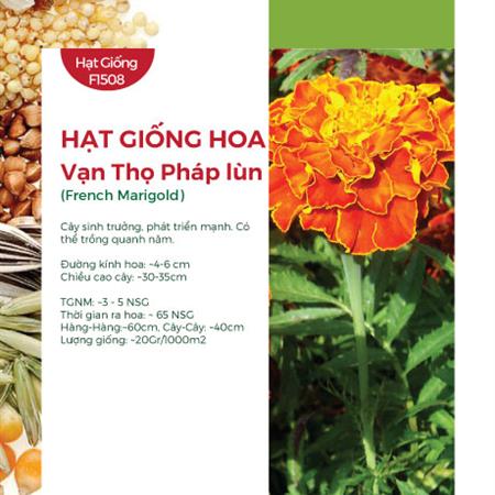 Hạt giống Hoa vạn thọ Pháp lùn - Vạn thọ lửa
