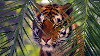 tiger hidden in forest