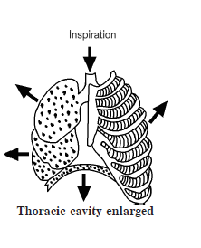 LIFE PROCESS