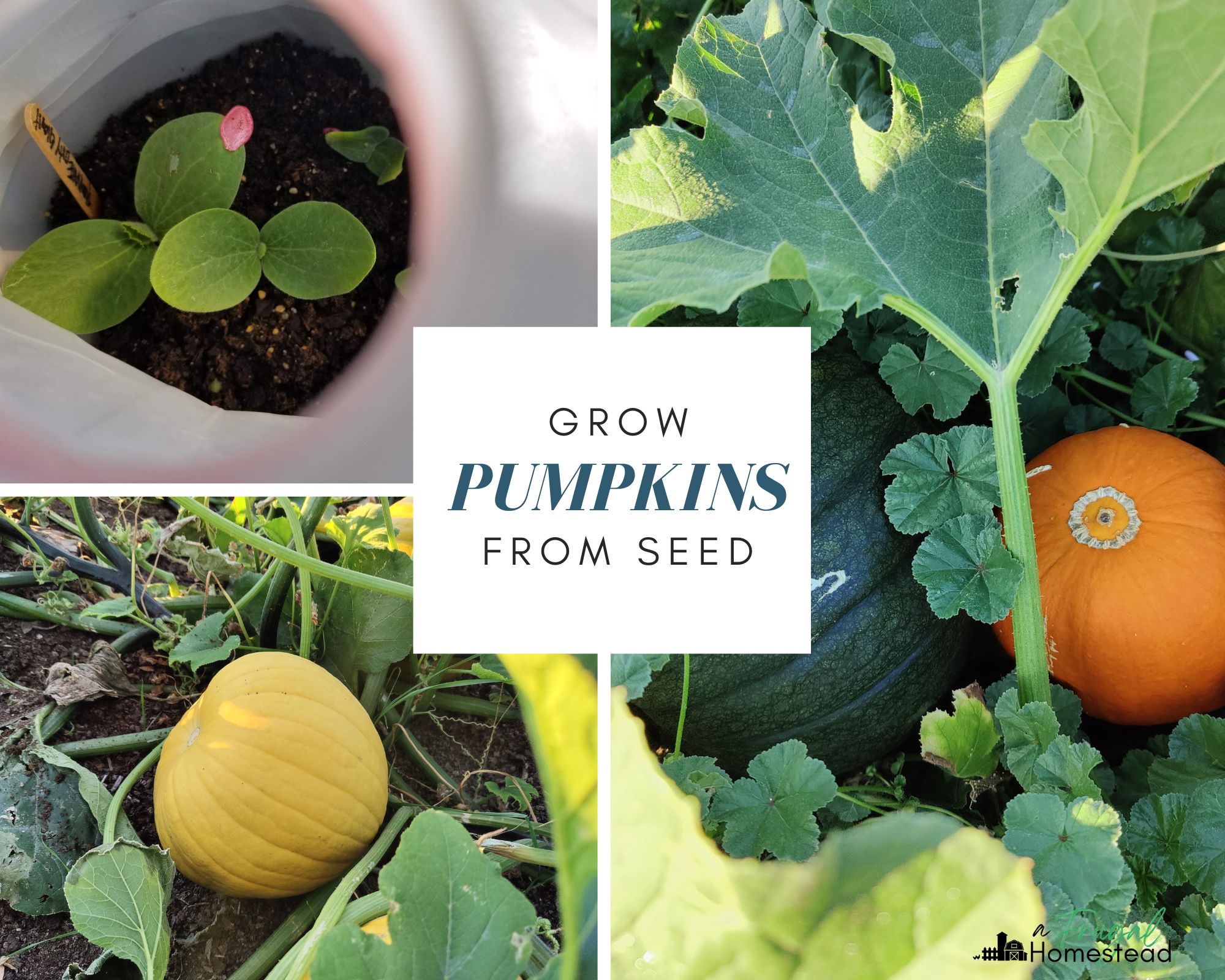 Grow a Pumpkin from Seed – A Step-by-Step Guide