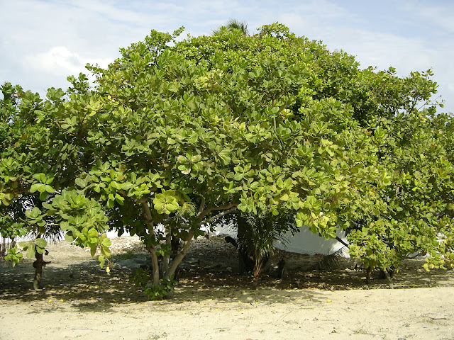 Pianta di Anacardio