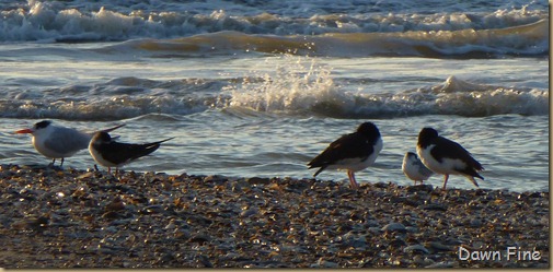 sunrise walk edisto_052