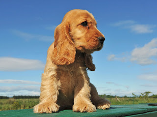 Perros y Cachorros Cocker Spaniel