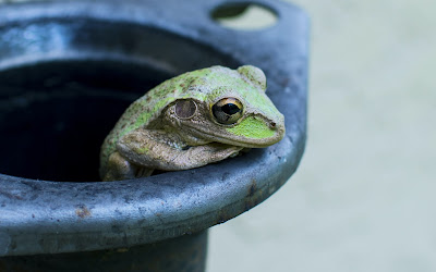 Puisi katak dalam tempurung menggambarkan seorang anak yang berusaha menerima dan berdamai dengan traumanya