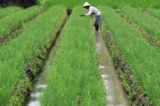 menghitung kebutuhan bibit dalam budidaya bawang merah