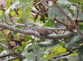 Laughing Dove - Fuerteventura