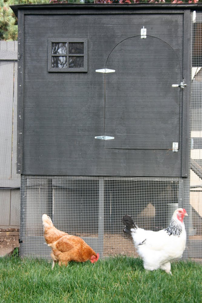 stephmodo: A Modern Chicken Coop