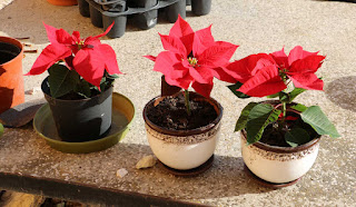 Lovely Christmassy plants in nice pots