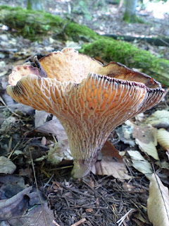 Chanterelle à flocons - Turbinellus floccosus - Gomphus floccosus