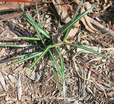 crocus leaves