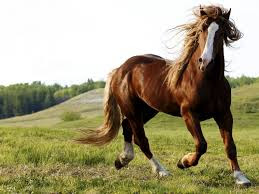 Best Horse HD Free Photos Download.23