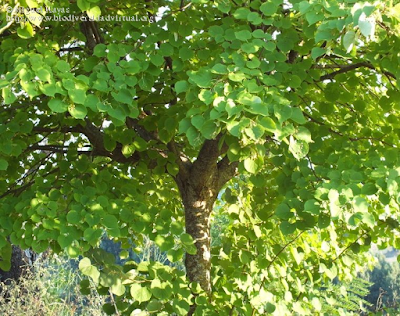 http://www.biodiversidadvirtual.org/herbarium/Tilia-cordata-Mill.-img246069.html