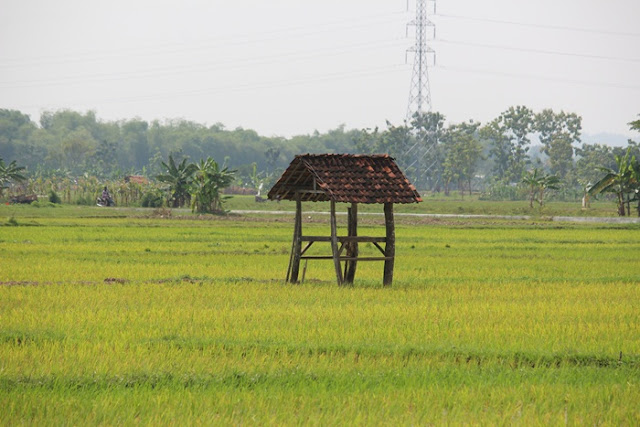 sawah