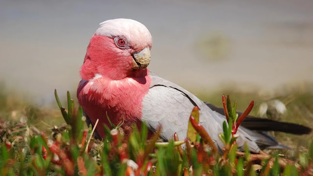 Galah Cockatoo