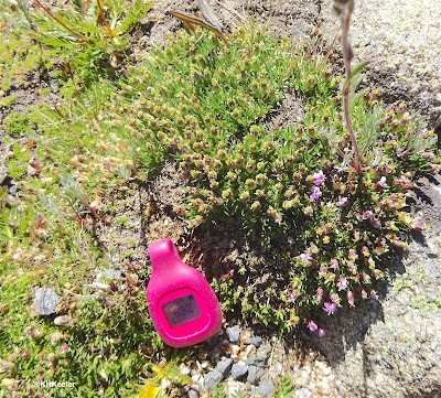 miniature plants of tundra