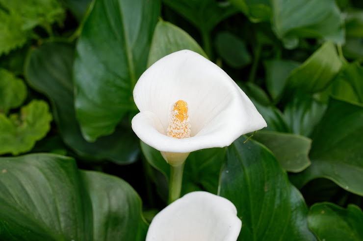 南アフリカに分布する白の花弁に黄色い花芯を持つオランダカイウ