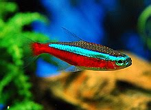 Tetra Cardinal Tetras Fish Photo