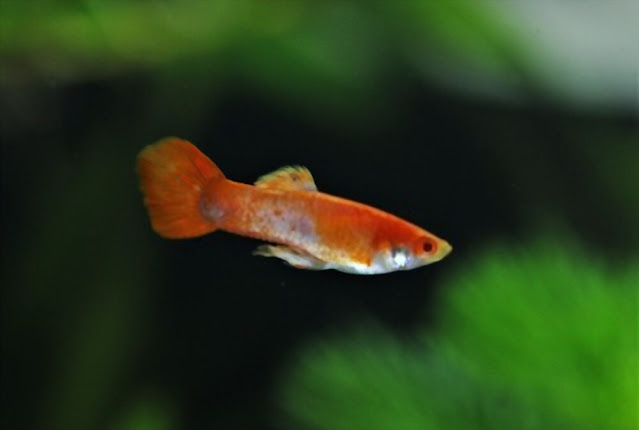 Ikan Guppy Murah