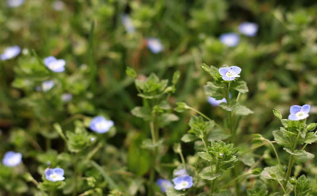 Veronica Persica Flowers Pictures