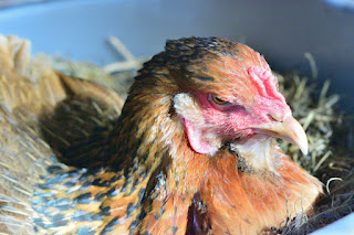 broody hen in nest