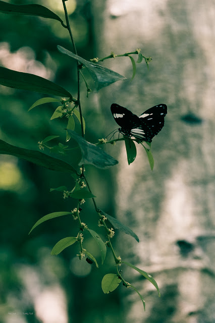 Butterfly season in Nam Cat Tien forest
