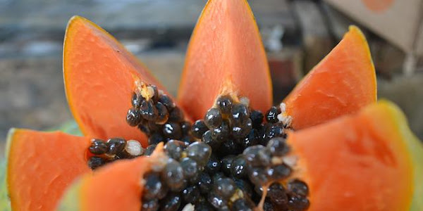 Papaya a Useful Fruit for our Body - Health-Teachers