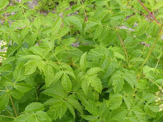 Aralia hispida - Aralie hispide - Salsepareille hispide