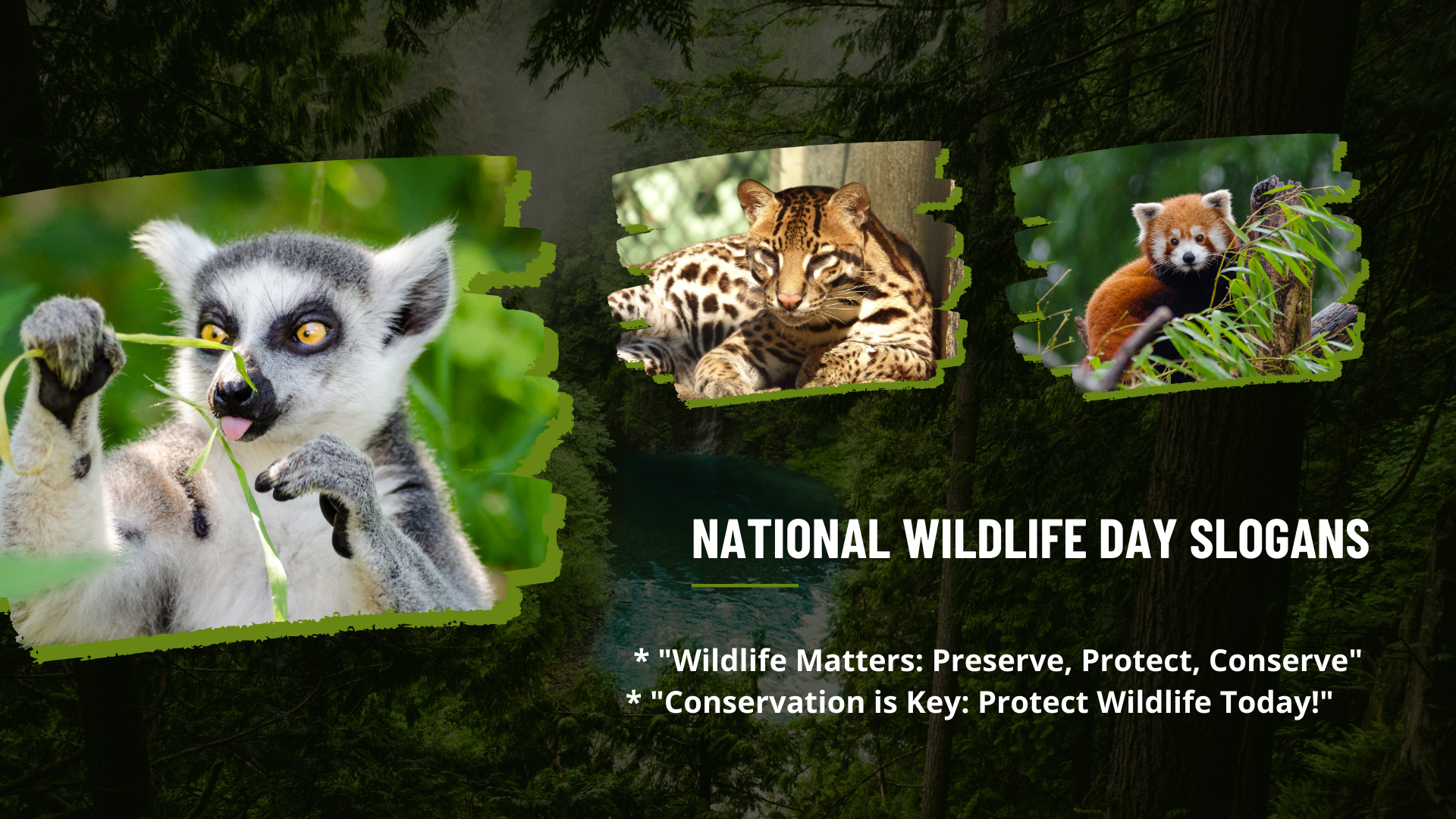 top 10 slogans for national wildlife day