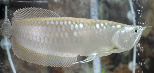 Ikan Arwana Silver (Brazil)