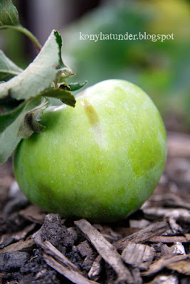august-in-the-garden-apple