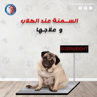 السمنة عند الكلاب وعلاجها - Obesity in Dogs EGY Vet