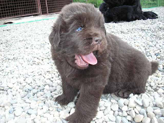 Newfoundland Puppy Picture