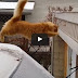 So Funny Cat Jump Fail 2016 Try not to laugh