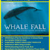 Happy 1st Birthday, Whale Fall!
