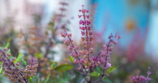 Ocimum tenuiflorum, commonly known as Tulsi, is a flowering plant species in the Lamiaceae family native to India and Nepal.