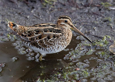 Gallinago delicata