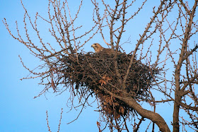 Christo in his nest.