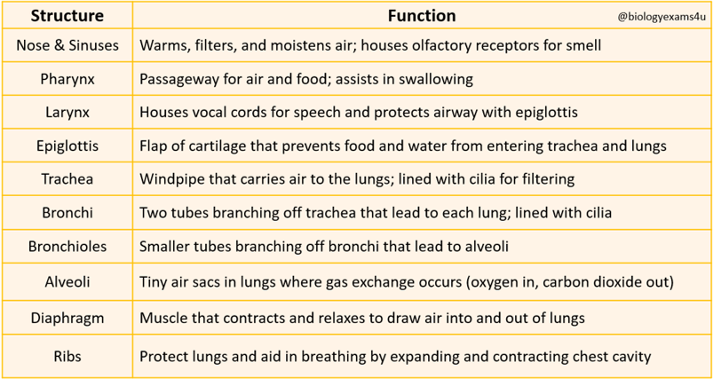 Respiratory System Structure and Function Table