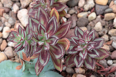 Echeveria nodulosa - Painted Echeveria care and culture