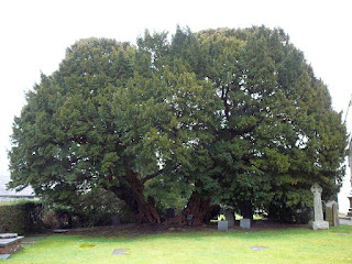 The Llangernyw Yew by Ermgaol