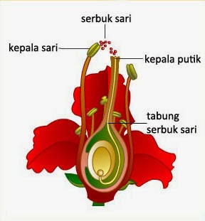 Pembuahan Ganda pada Angiospermae Info Pendidikan dan 