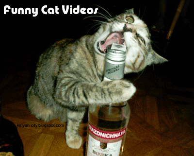 funny vid. Funny Cat Videos - Will Surely