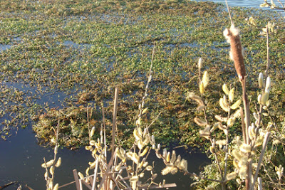 arcata marsh