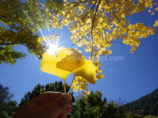 Wuling Farm maple autumn foliage