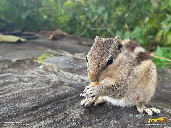 Indian palm squirrel having a snack in Gingee