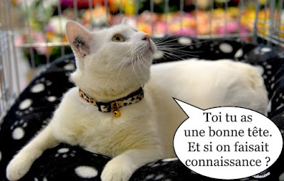 Magnifique chat blanc avec collier.